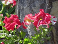 метание ножей, ,Фотографии с Чемпионата России, проходившего под Новороссийском 15-21 июля 2013 года 