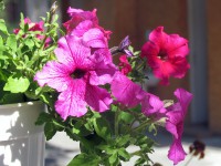 метание ножей, ,Фотографии с Чемпионата России, проходившего под Новороссийском 15-21 июля 2013 года 