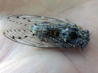 метание ножей, ,Фотографии с Чемпионата России, проходившего под Новороссийском 15-21 июля 2013 года 